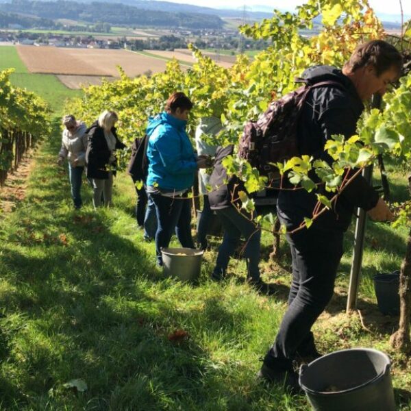 Weinlese im Traisental