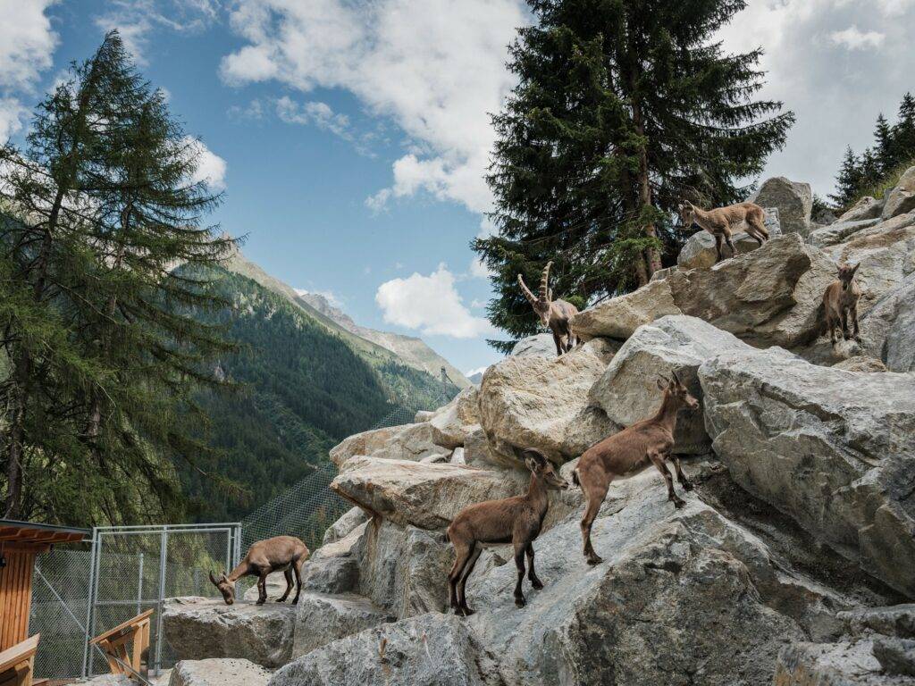 Steinböcke auf Steinen in den Bergen