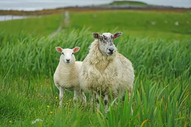 sheep-7117465_1280