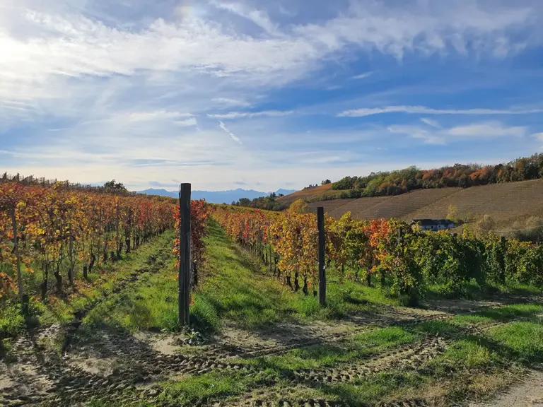 weingarten-piemont-2